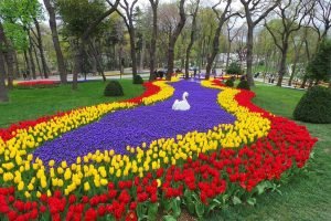 Tulip Paradise: Tentang Tulip dan Taman Emirgan